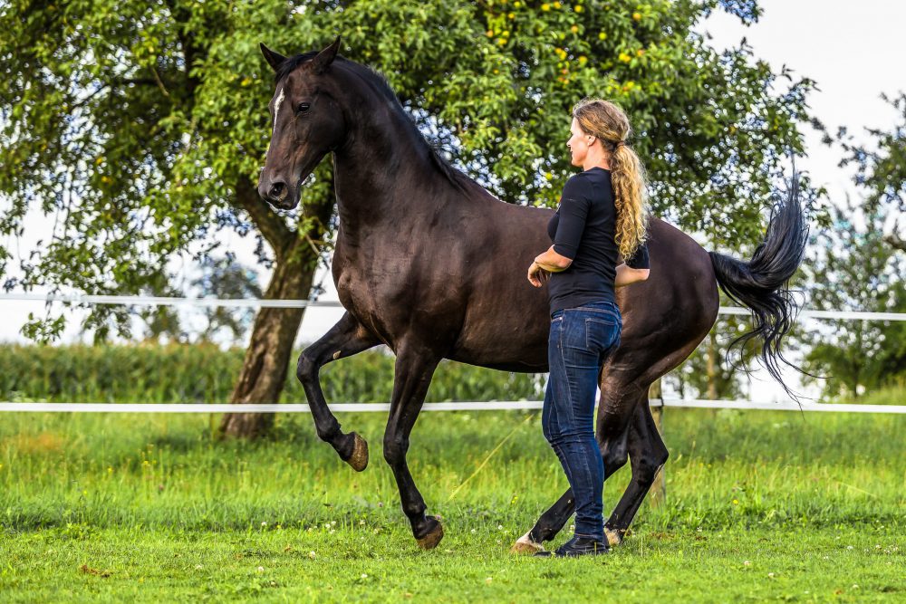 Stage « Dressage et Liberté »