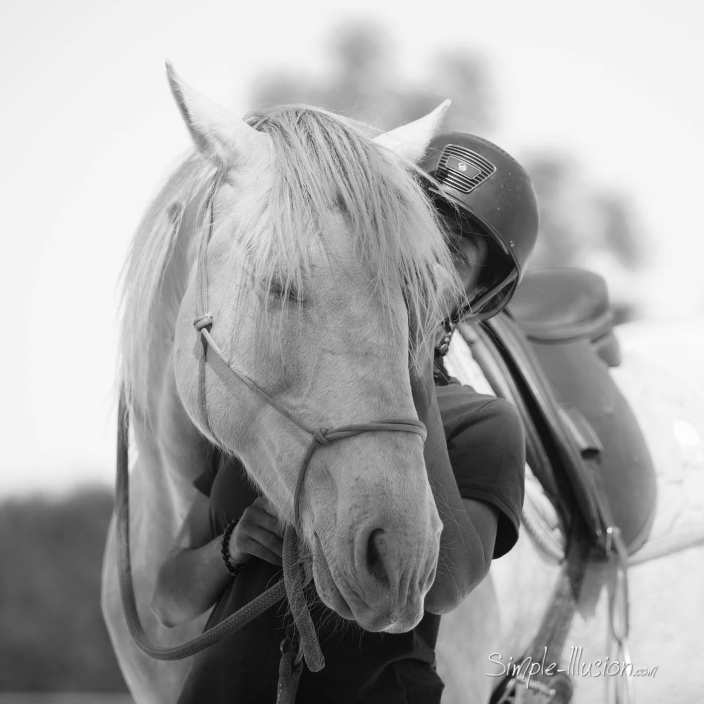 Main d'une cavalière caressant le naseau d'un cheval